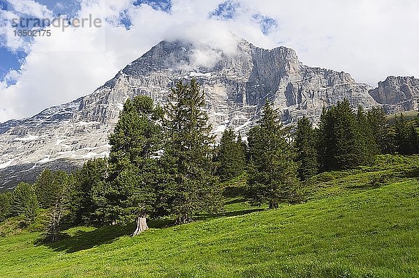 Schutzwald am Fuße des Eigers  Grindelwald  Schweiz  Europa