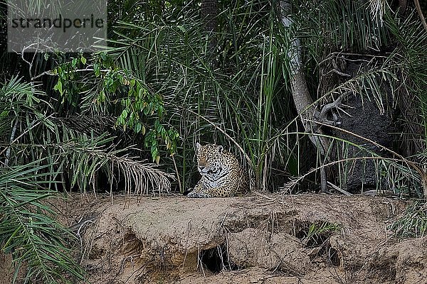 Jaguar (Panthera onca) auf der Lauer  Ufer des Rio Negro  dichte Vegetation  Barranco Alto  Pantanal  Mato Grosso do Sul  Brasilien  Südamerika