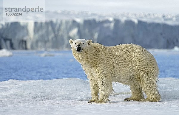 Eisbär (Ursus maritimus) läuft auf dem Eis  Svalbard  Norwegische Arktis  Norwegen  Europa