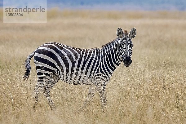 Steppenzebra (Equus quagga) im Steppengras  Amboseli-Nationalpark  Kenia  Ostafrika  Afrika