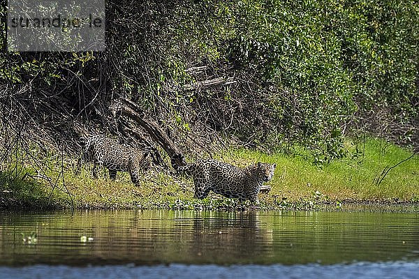 Jaguare (Panthera onca) an den Ufern des Rio Negro  Barranco Alto  Pantanal  Mato Grosso do Sul  Brasilien  Südamerika