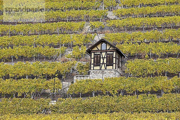 WeinberghÃ¤uschen  bei Bad Cannstatt  Stuttgart  Baden-WÃ¼rttemberg  Deutschland  Europa