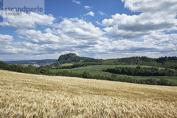 Blick auf ein Gerstenfeld (Hordeum vulgare)  am Horizont der Hegauvulkan Hohentwiel  Landkreis Konstanz  Baden-WÃ¼rttemberg  Deutschland  Europa
