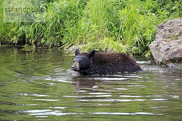 Amerikanischer Schwarzbär (Ursus americanus)  Jungtier im Wasser  Pine County  Minnesota  USA  Nordamerika