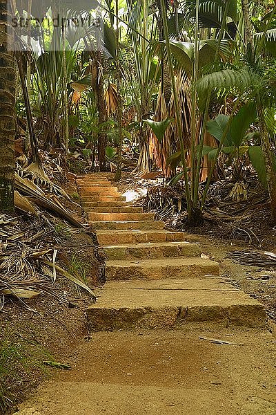 Weg mit dichter Vegetation im Nationalpark Vallee de Mai  UNESCO-Welterbe  Insel Praslin  Seychellen  Afrika