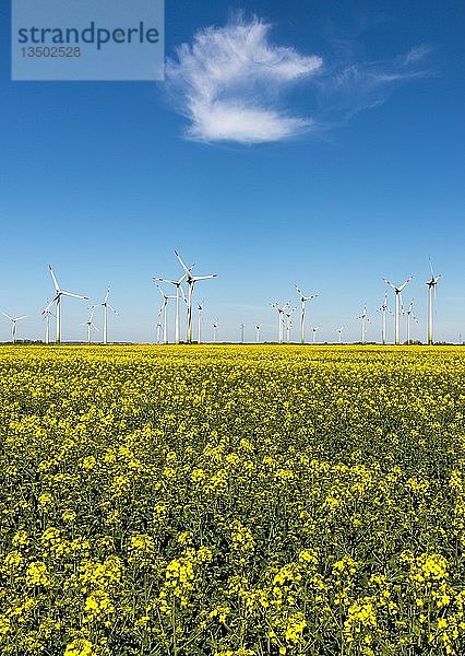 Windräder in Rapsfeldern vor blauem Himmel  Norderwöhrden  Schleswig-Holstein  Deutschland  Europa