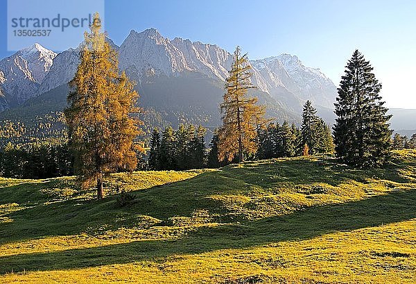 Herbstlandschaft mit Blick auf das Wettersteingebirge mit Alpspitze 2628m  Waxenstein 2277m und Zugspitze 2962m  Grainau  Werdenfelser Land  Oberbayern  Bayern  Deutschland  Europa