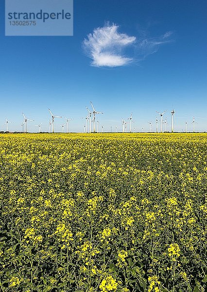 Windräder in Rapsfeldern vor blauem Himmel  Norderwöhrden  Schleswig-Holstein  Deutschland  Europa