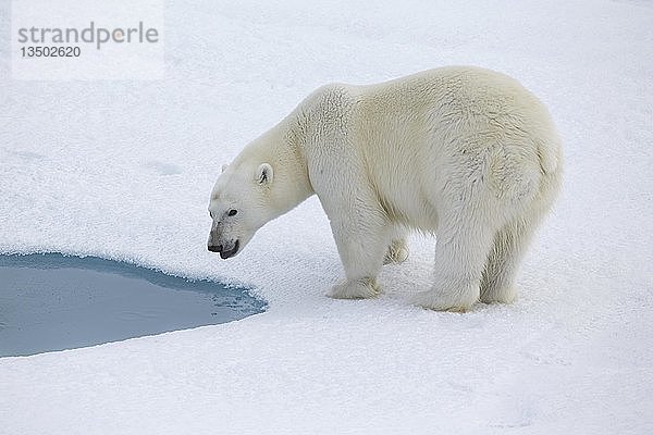 Eisbär (Ursus maritimus) an einem Schmelzwassersee im Packeis  Franz Josef Land  Russland  Europa