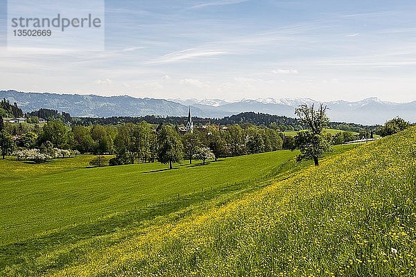 Blühende Frühlingswiese und Dorf  Gattnau  bei Kressbronn  Bodensee  Baden-Württemberg  Deutschland  Europa