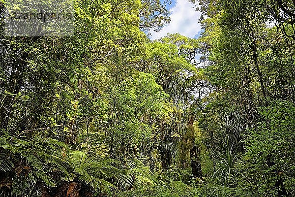 Subtropischer Regenwald  Waipoua Forest  Nordinsel  Neuseeland  Ozeanien