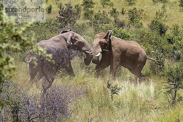 Afrikanischer Elefant (Loxodonta africana)  zwei Kampf-Elefantenbullen  Pilanesberg National Park  Pilanesberg Game Reserve  Südafrika  Afrika
