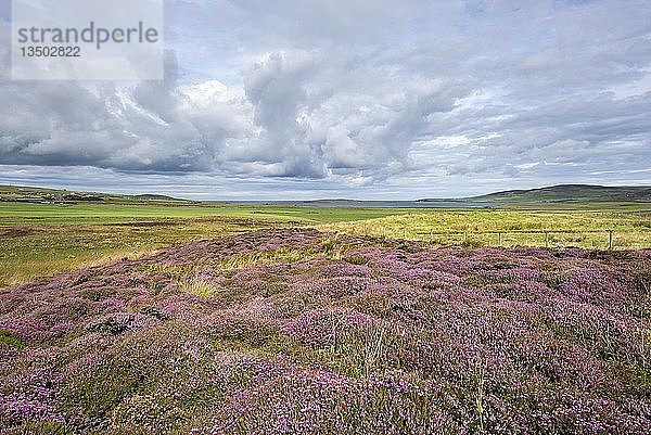 Blühendes Heidekraut (Calluna vulgaris)  Orkney-Inseln  Schottland  Vereinigtes Königreich  Europa