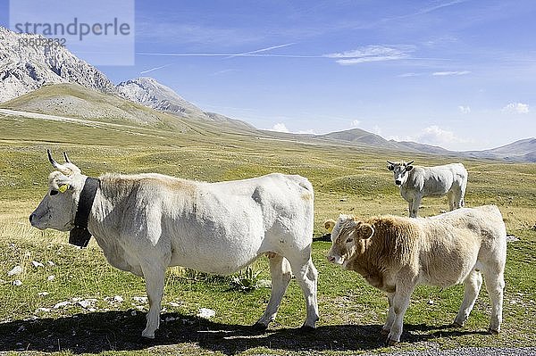 Rinder in freier Natur  Gran Sasso  Abruzzen  Italien  Europa