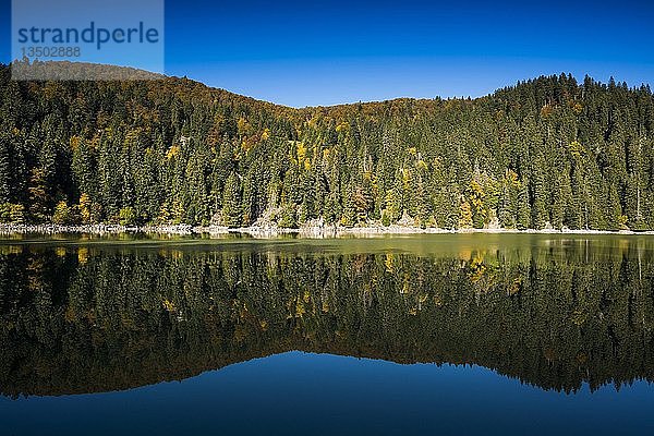 Wald  BÃ?ume spiegeln sich in blauem Wasser im Herbst  Lac Vert  bei Soultzeren  DÃ©partement Haut-Rhin  Vogesen  Frankreich  Europa