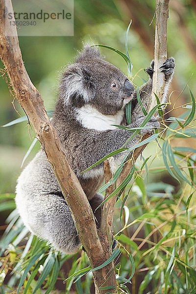 Koala (Phascolarctos cinereus) beim Klettern in einem Bambusbaum  Victoria  Australien  Ozeanien
