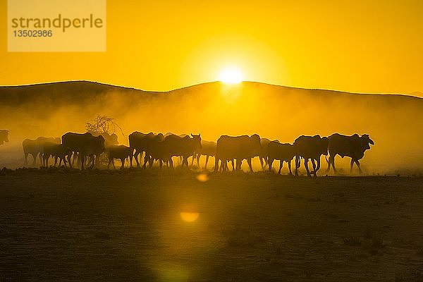 Silhouetten von Rindern  Herdenwanderung in staubiger Savanne bei Sonnenuntergang  Damaraland  Namibia  Afrika