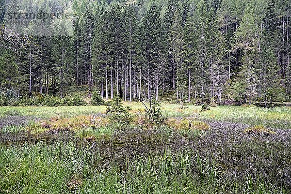 Kachlmoor  Moorgebiet bei Heiligenblut  Nationalpark Hohe Tauern  Kärnten  Österreich  Europa