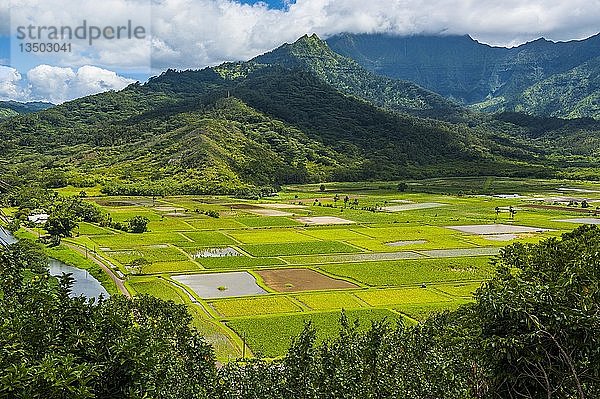 Taro-Felder bei Hanalei auf der Insel Kauai  Hawaii  USA  Nordamerika