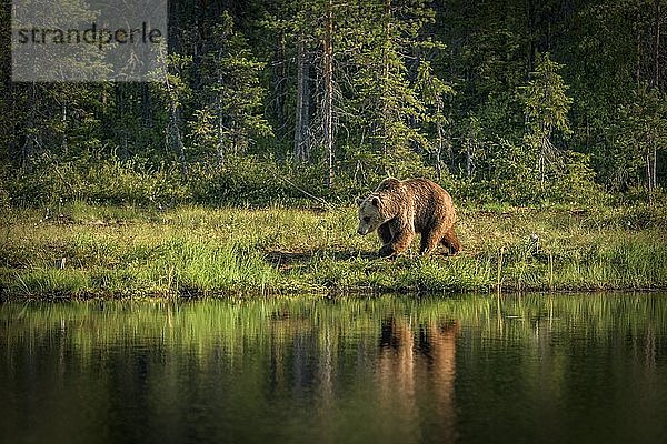 Europäischer Braunbär (Ursus arctos) bei einem Spaziergang am Seeufer  das sich im See spiegelt  Suomussalmi  Kainuu  Finnland  Europa