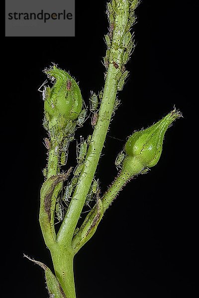 Rosenknospe mit Blattläusen (Aphidoidea)  Fokusstapel  Niederösterreich  Österreich  Europa