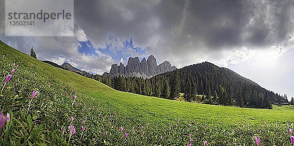 Blühende Almwiesen nach einem Gewitter auf der Zanser Alm mit der Geislergruppe  Geislergruppe  Sankt Maddalena  Dolomiten  Südtirol  Italien  Europa