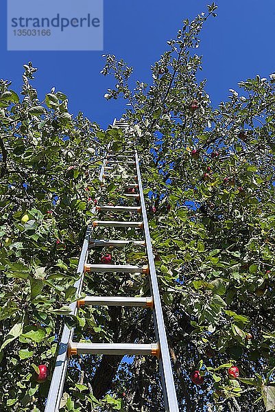 Obstbaumleiter in einem Apfelbaum  Franken  Bayern  Deutschland  Europa