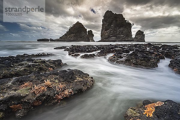 Seesterne an felsiger Küste  Felsen im Meer  Greymouth  Westküste  Südinsel  Neuseeland  Ozeanien