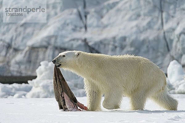 Eisbär (Ursus maritimus) mit erbeuteter Robbenhaut  Svalbard  Norwegische Arktis  Norwegen  Europa