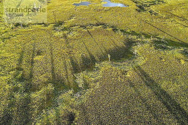 Drohnenaufnahme  Luftbild  Feuchtgebiet  Moor mit kleinen Kiefern (Pinus)  Bäume werfen lange Schatten  SodankylÃ¤  Lappland  Finnland  Europa