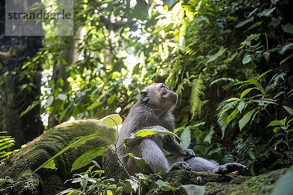 Krabbenfressender Makake (Macaca fascicularis)  sitzt im Regenwald  Affenwald von Ubud  Sacred Monkey Forest Sanctuary  Padangtegal  Ubud  Bali  Indonesien  Asien