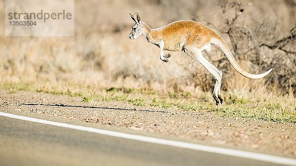 Rotes Känguru (Macropus rufus)  springt über die Straße  Südaustralien  Australien  Ozeanien
