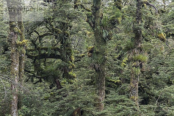 Moosige und grasbewachsene Bäume  Te Urewera National Park  Nordinsel  Neuseeland  Ozeanien