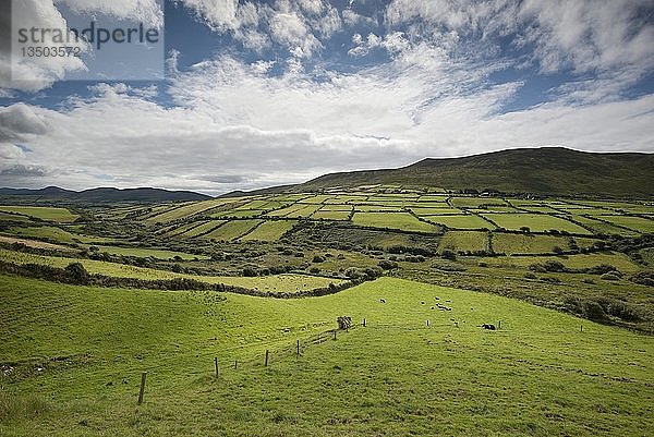 Felder in der Hügellandschaft  in der Nähe von Dingle  Dingle-Halbinsel  County Kerry  Irland  Europa