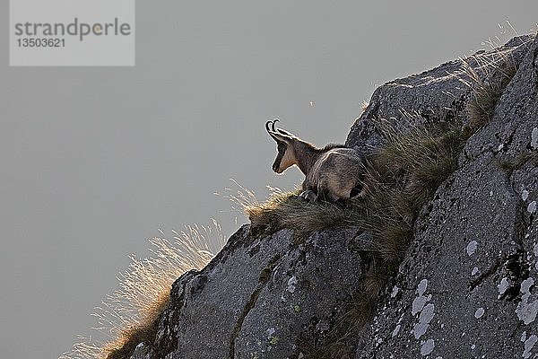 Gämse (Rupicapra rupicapra)  Jungtier auf einem Felsen stehend  Vogesen  Frankreich  Europa