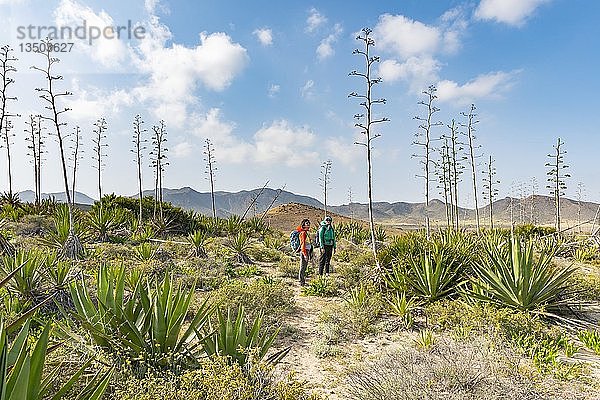 Wanderer zwischen überwucherten Dünen mit Agaven  Playa de los Genoveses  Nationalpark Cabo de Gata-Nijar  Almería  Spanien  Europa
