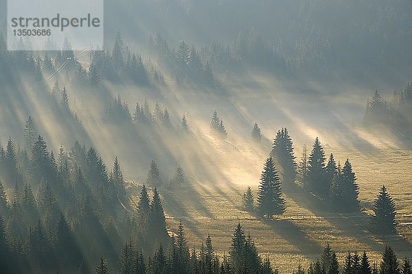 Sonnenstrahlen scheinen im Wald durch den Nebel  Sonnenaufgang  Blick von Curevac  Durmitor National Park  Zabljak Provinz  Montenegro  Europa