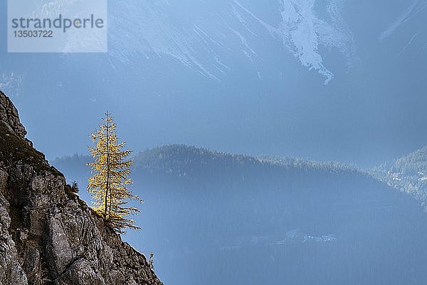Herbstliche Lärche (Larix) an Felswand  Ehrwald  AuÃŸerfern  Tirol  Österreich  Europa