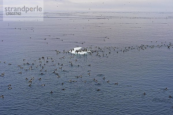 Dickschnabelmöwe (Uria lomvia)  schwimmend  Alkefjellet Vogelfelsen  Hinlopenstraße  Insel Spitzbergen  Svalbard-Archipel  Norwegen  Europa