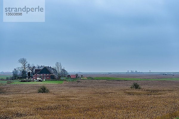 Bauernhof in der Marsch hinter dem Pilsumer Leuchtturm  Greetsiel  KrummhÃ¶rn  Niedersachsen  Deutschland  Europa