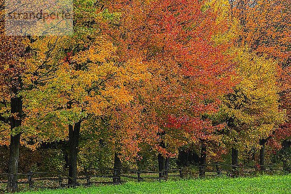 Bunte Bäume Bäume im Herbst  Quebec  Kanada  Nordamerika
