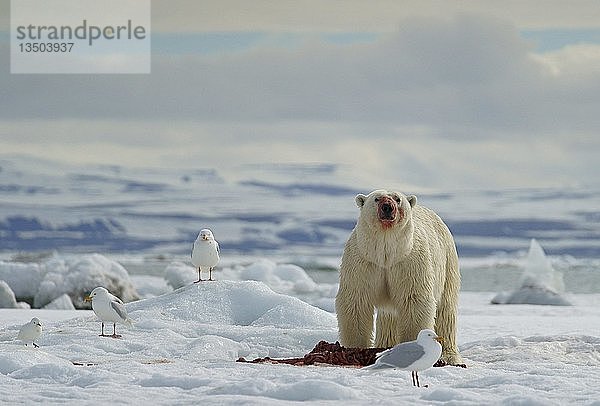 Eisbär (Ursus maritimus) beim Füttern des Kadavers einer erbeuteten Robbe im Schnee  Svalbard  Norwegische Arktis  Norwegen  Europa