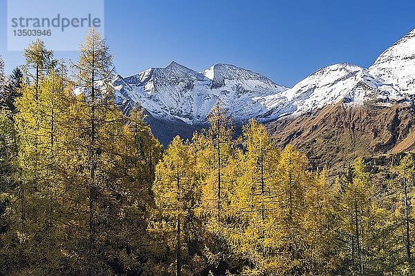Herbstliche Lärchen vor schneebedeckten Berggipfeln  Großglockner Hochalpenstraße  Brennkogel  Nationalpark Hohe Tauern  Salzburg  Österreich  Europa