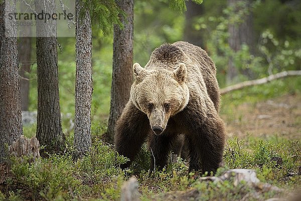 Europäischer Braunbär (Ursus arctos arctos) im Wald  Suomussalmi  Kainuu  Finnland  Europa