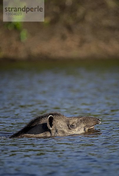 Flachlandtapir (Tapirus terrestris) schwimmt durch den Rio Negro  Barranco Alto  Pantanal  Brasilien  Südamerika