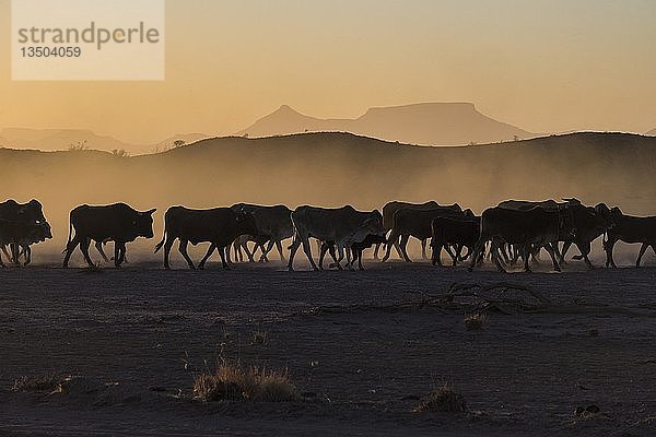 Silhouetten von Rindern  Herdenwanderung in staubiger Savanne bei Sonnenuntergang  Damaraland  Namibia  Afrika