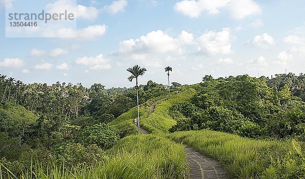 Wanderweg  gepflasterter Pfad durch tropische Vegetation  Campuhan Ridge Walk  Bukit Campuhan  Tjampuhans Heiliger Hügel  Ubud  Bali  Indonesien  Asien