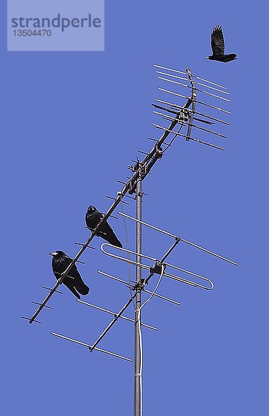 Raben auf einer Antenne und fliegender Rabe in blauem Himmel