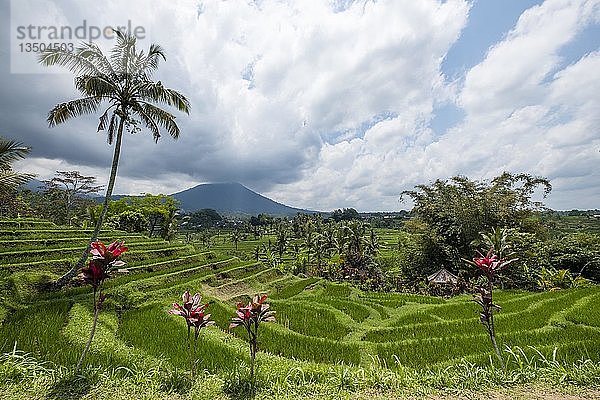Reisterrassen von Jatiluwih  Vulkan Gunung Batukaru im Hintergrund  Bali  Indonesien  Asien