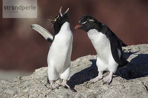 Südliche Felsenpinguine (Eudyptes chrysocome)  Tierpaar beim Begrüßungsritual  Pinguininsel bei Porto Deseado  Patagonien  Argentinien  Südamerika